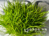 ADA Cow Felt Eleocharis parvula IC027